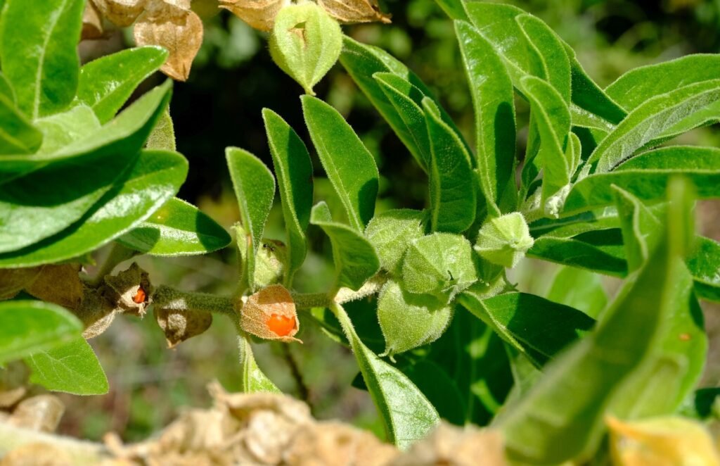 Baie orange d'ashwagandha sur la plante