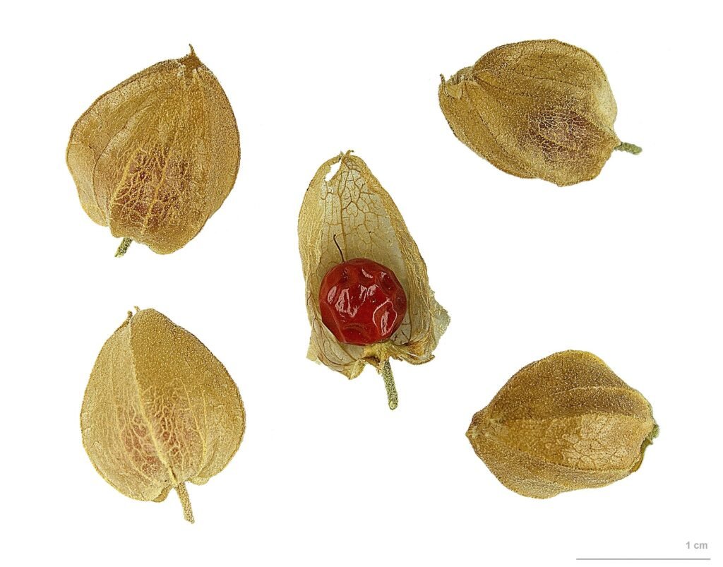 Fruits d'ashwagandha dans leur calice papyracé