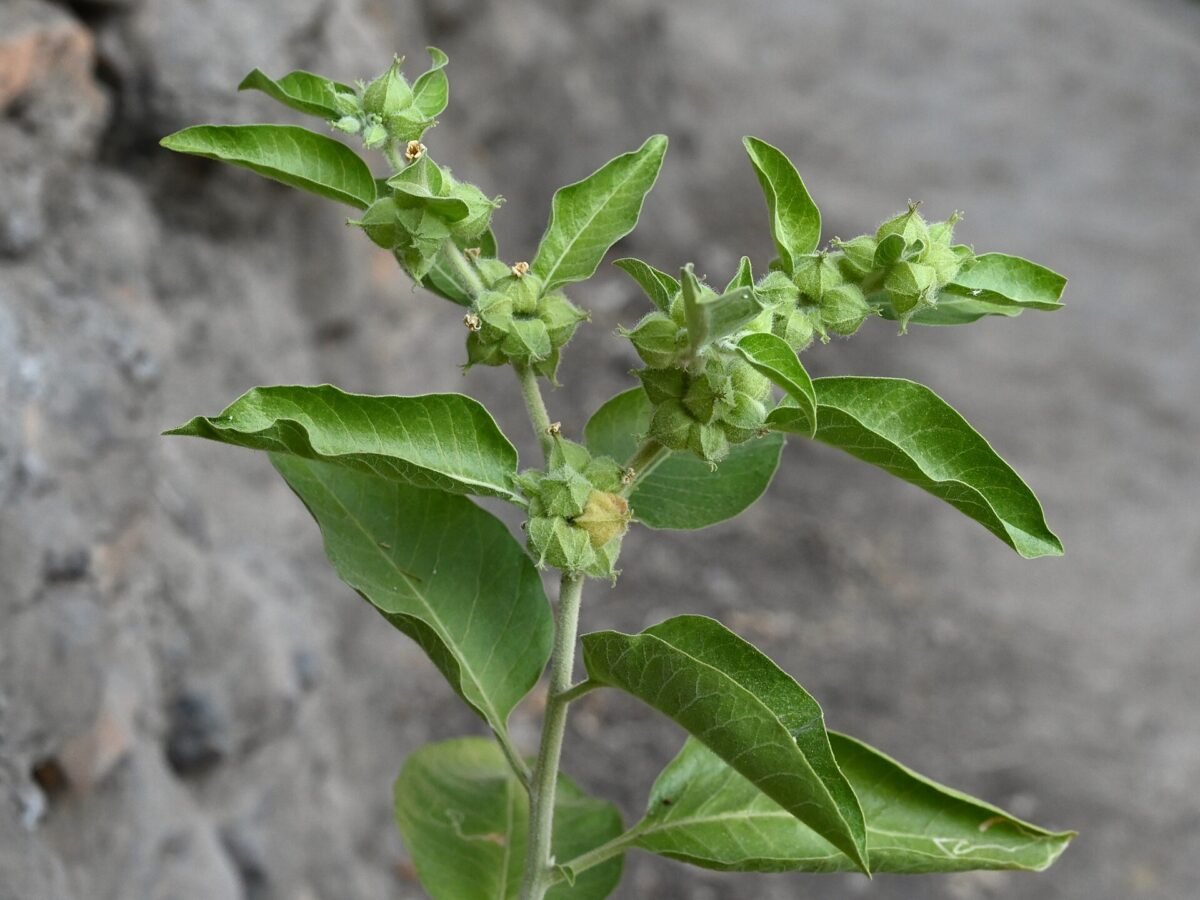 Rameau de Withania somnifera portant ses fruits enveloppés dans leur calice