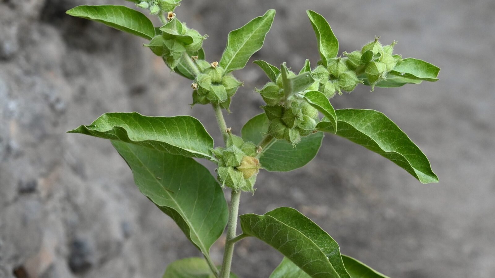 Rameau de Withania somnifera portant ses fruits enveloppés dans leur calice