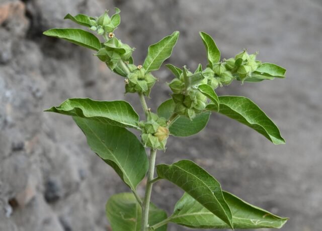 Rameau de Withania somnifera portant ses fruits enveloppés dans leur calice