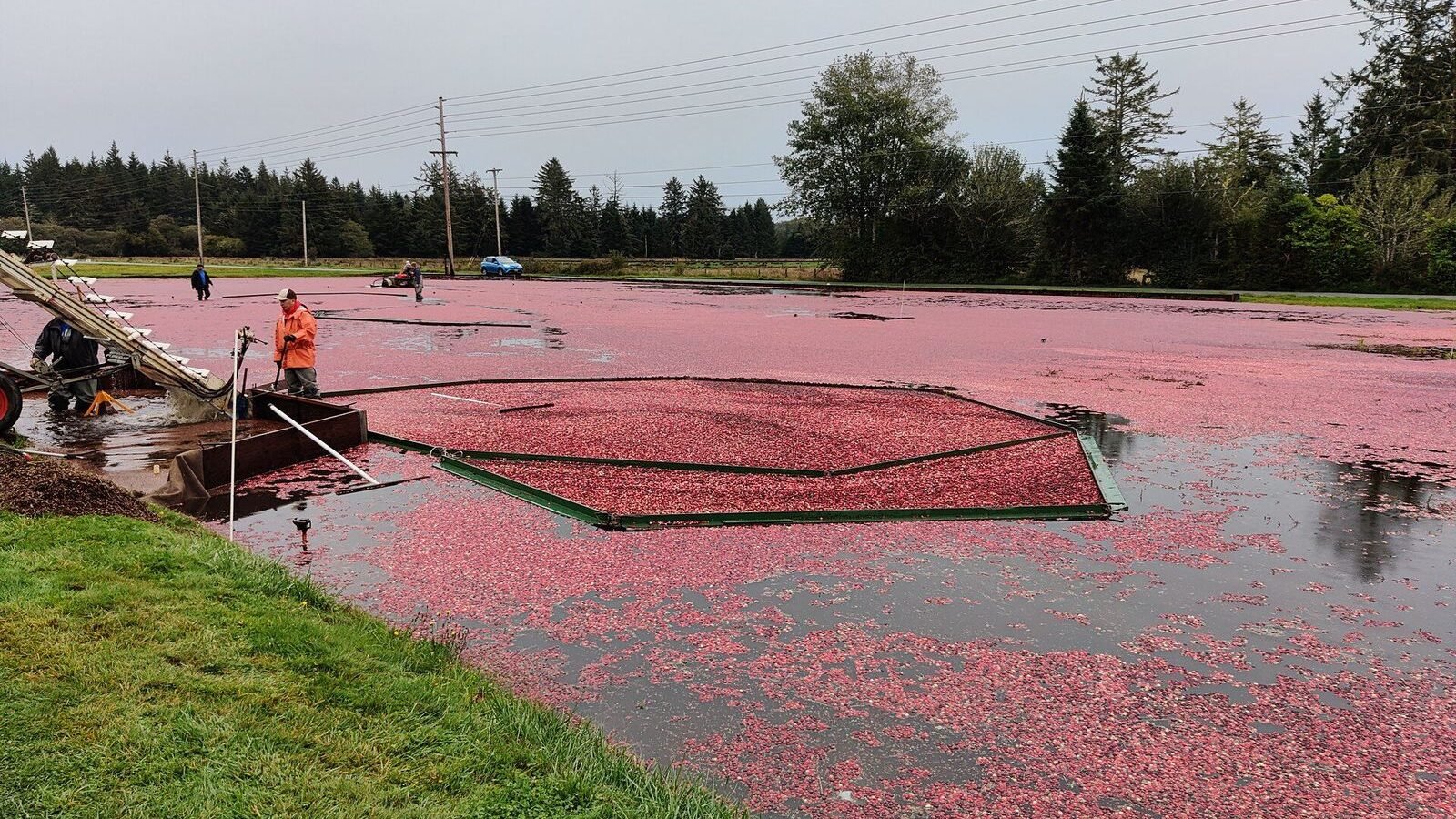 Baies rouges de canneberge flottant à la surface d’une tourbière inondée