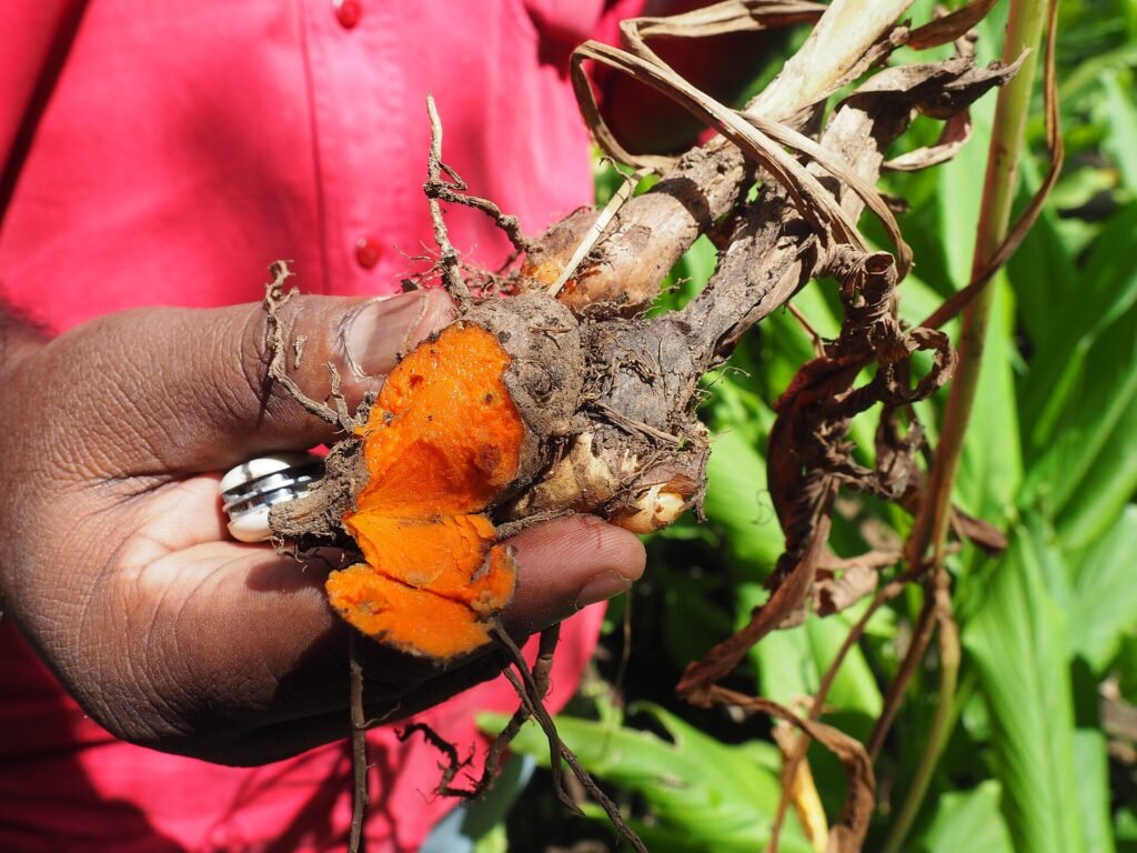 Rhizome de curcuma fraîchement récolté
