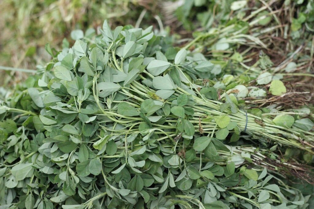 Feuilles trifoliées de fenugrec