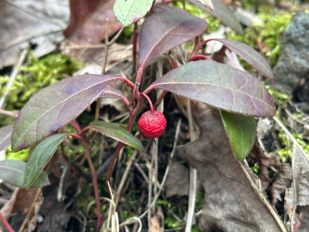 Gaultheria procumbens, gaulthérie couchée avec ses baies rouges