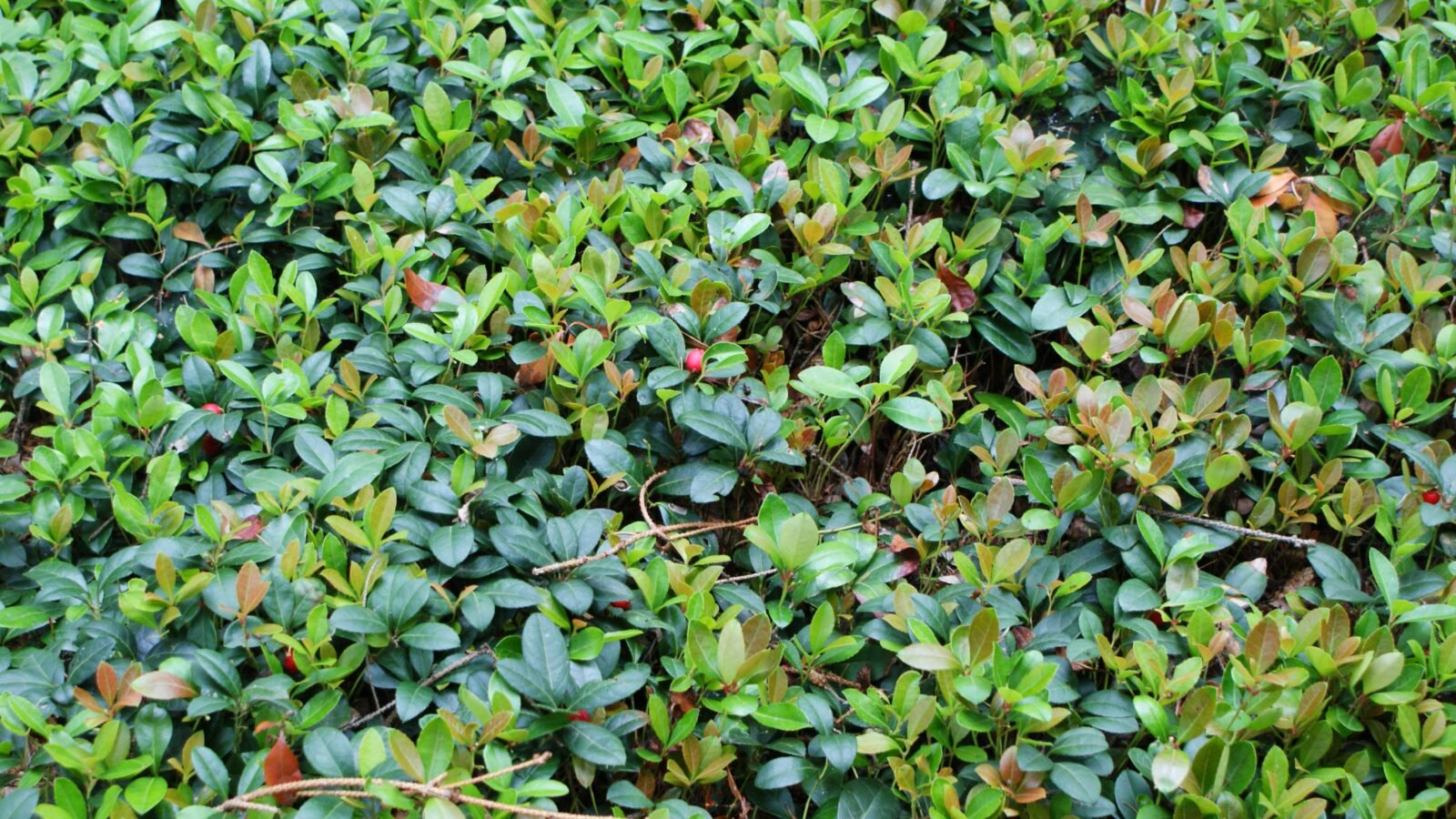Pied de Gaultheria procumbens portant ses baies rouges
