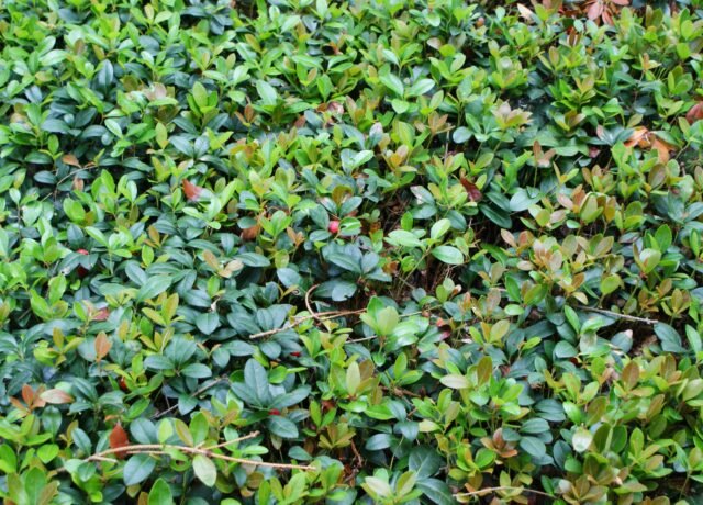 Pied de Gaultheria procumbens portant ses baies rouges