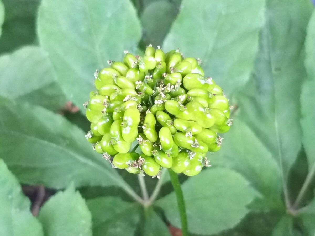 Ombelle de fruits verts de Panax ginseng vue de dessus, entourée de ses feuilles palmées