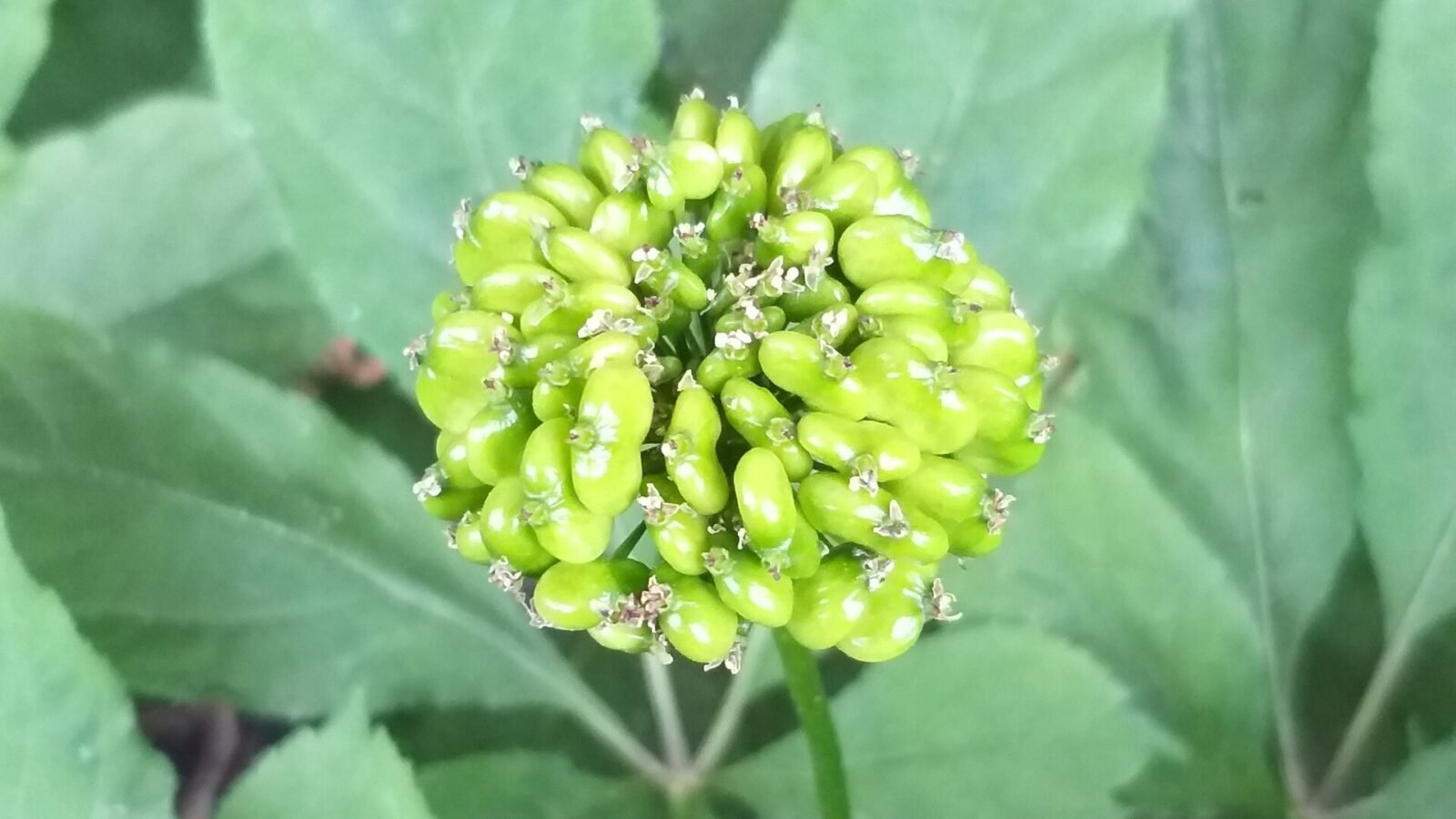Ombelle de fruits verts de Panax ginseng vue de dessus, entourée de ses feuilles palmées