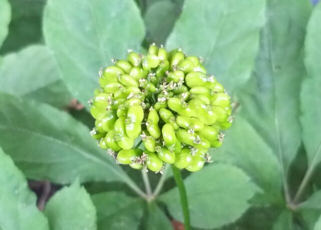 Ombelle de fruits verts de Panax ginseng vue de dessus, entourée de ses feuilles palmées