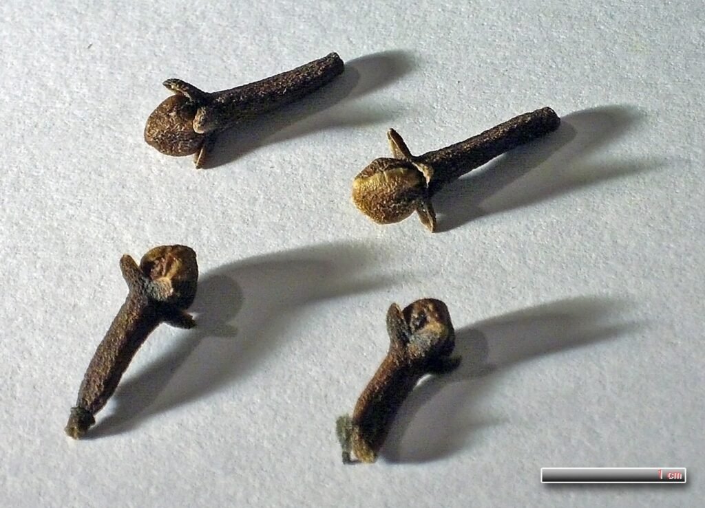 Clous de girofle séchés, boutons floraux de Syzygium aromaticum