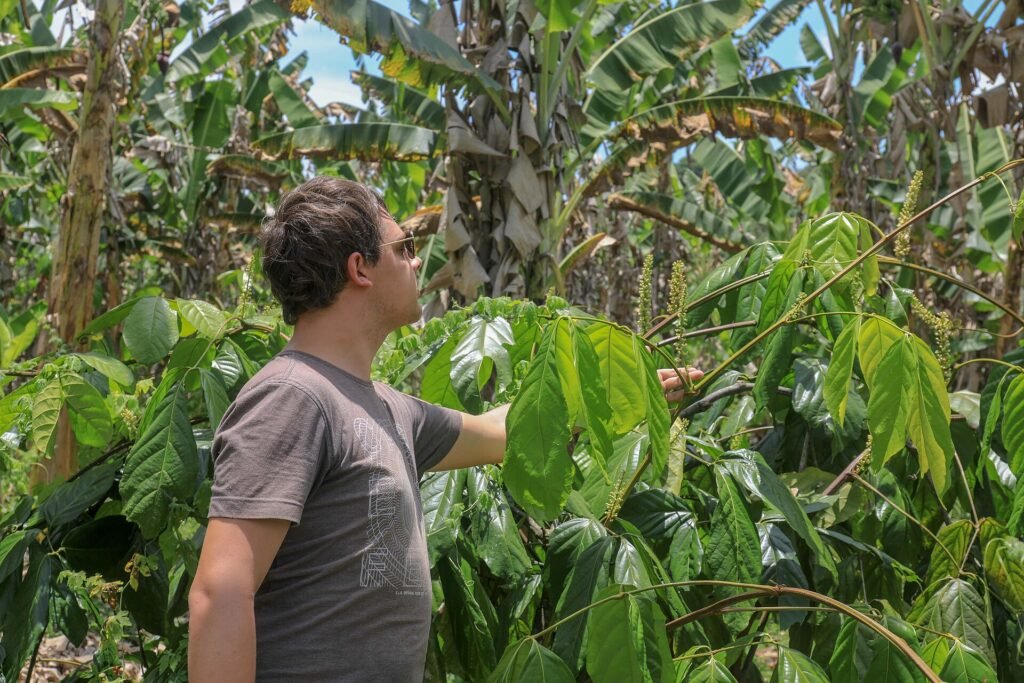 Plantation de guarana au Brésil