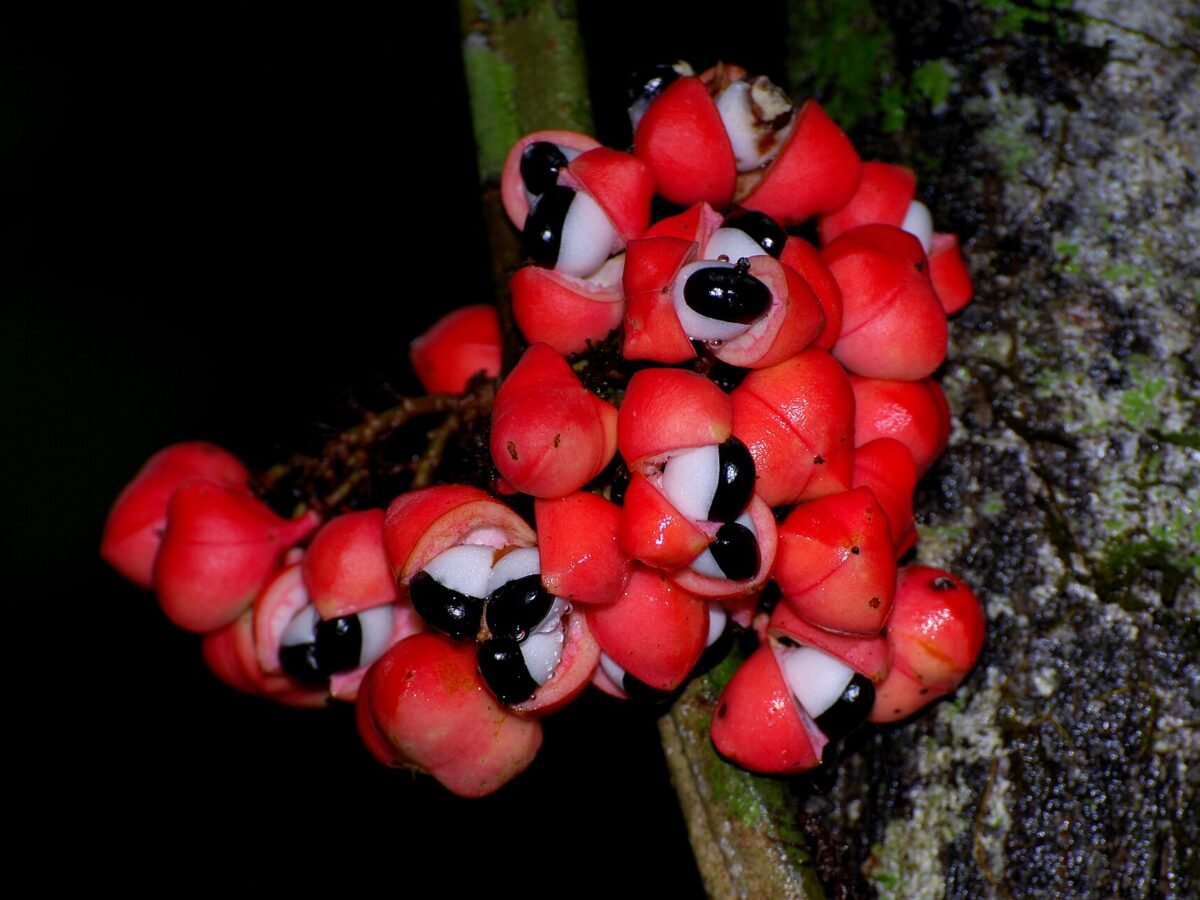 Grappe de capsules rouges de guarana ouvertes, laissant voir les graines noires dans leur arille blanc