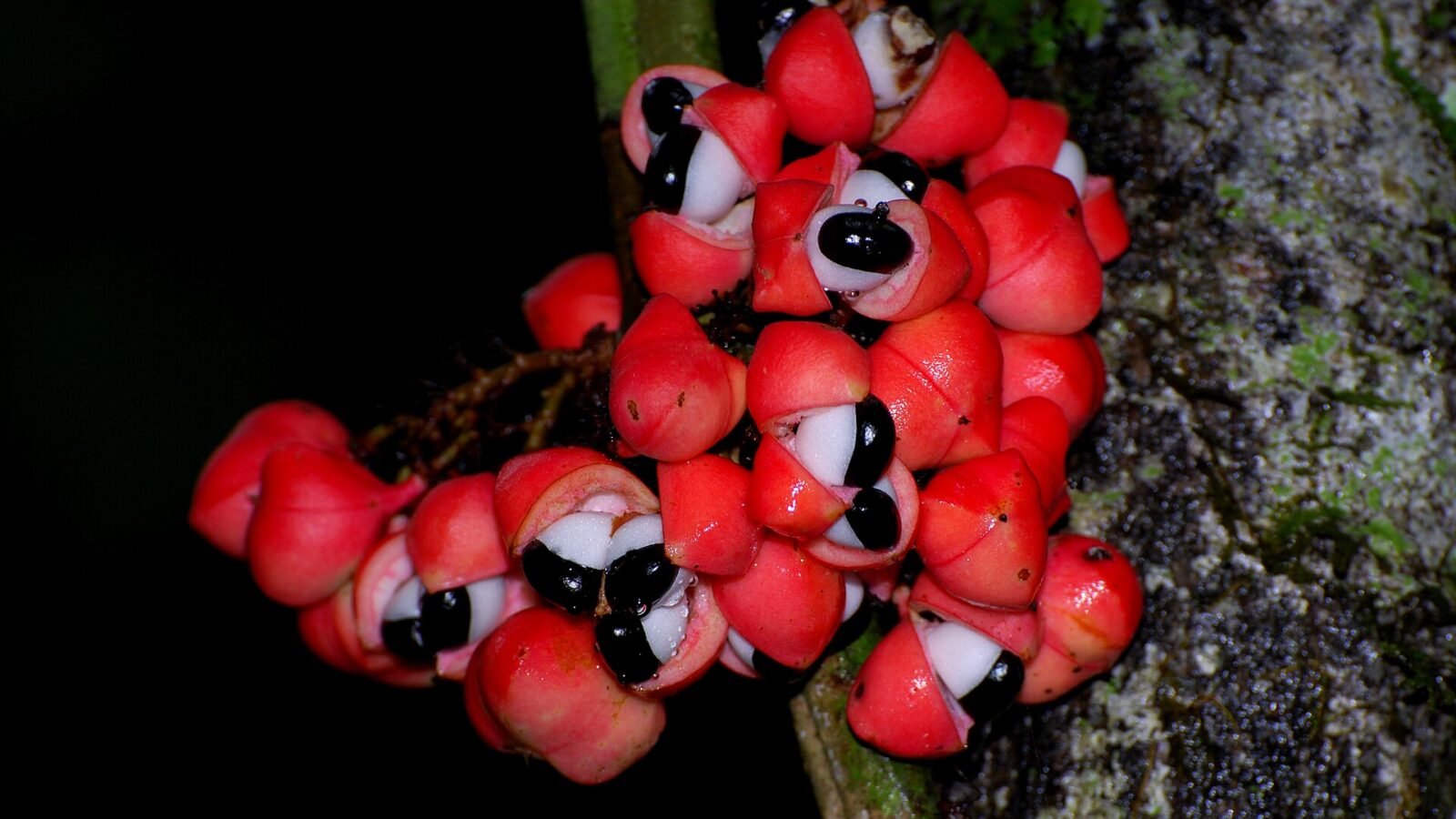 Grappe de capsules rouges de guarana ouvertes, laissant voir les graines noires dans leur arille blanc