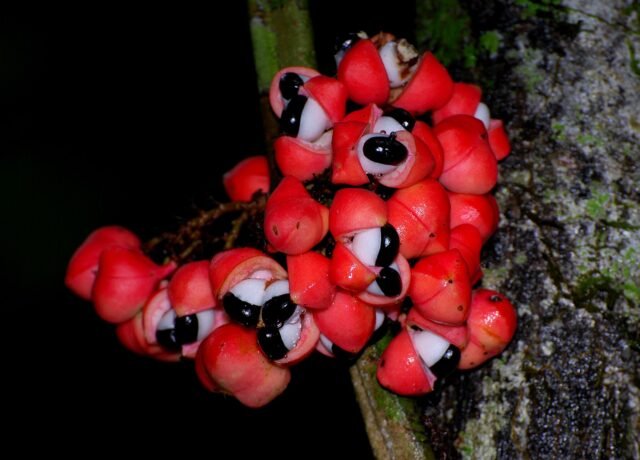 Grappe de capsules rouges de guarana ouvertes, laissant voir les graines noires dans leur arille blanc