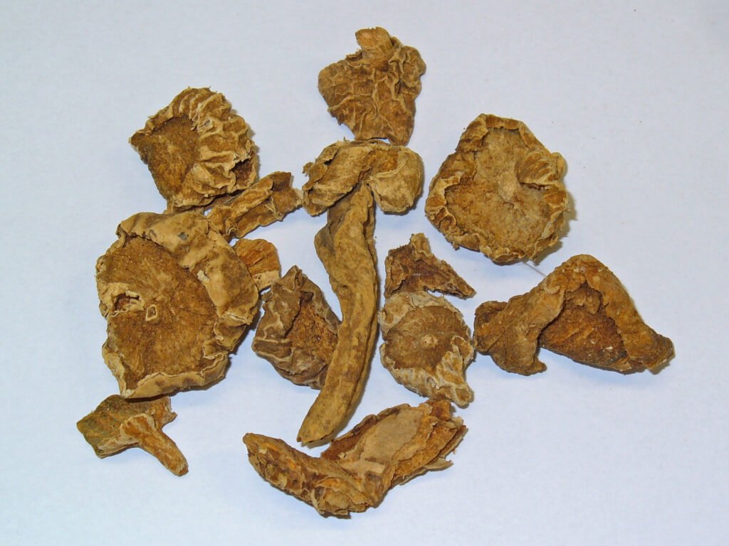 Fleur d’Harpagophytum procumbens