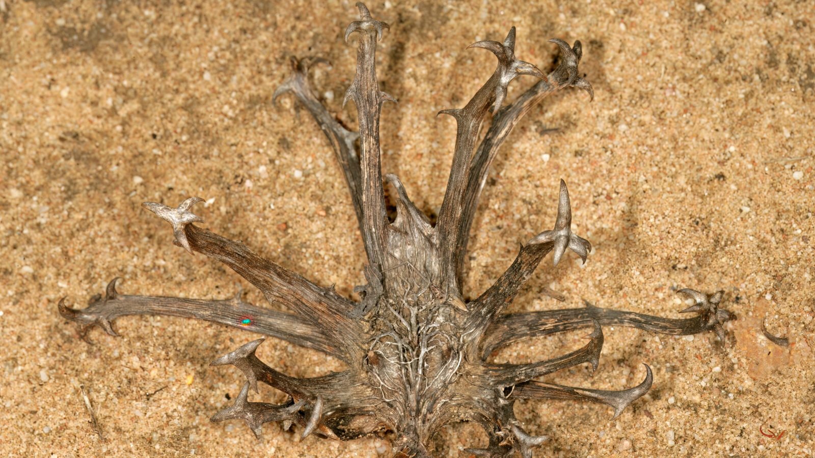 Pied d’Harpagophytum procumbens en fleur dans son milieu