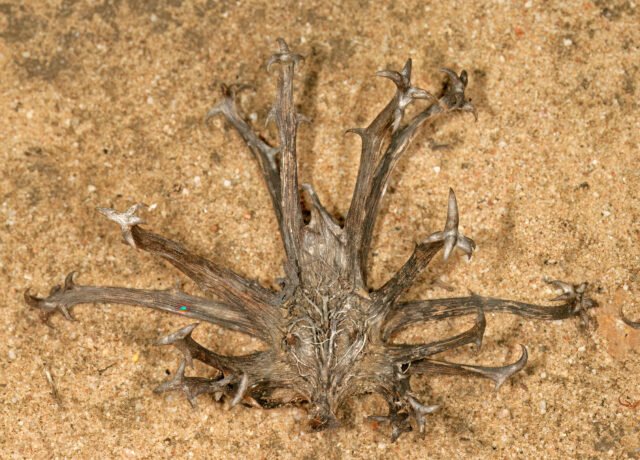 Pied d’Harpagophytum procumbens en fleur dans son milieu