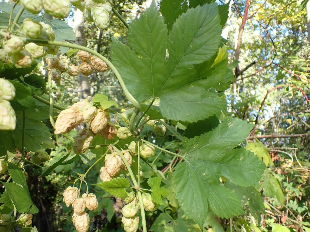 C&ocirc;nes de houblon sur la liane