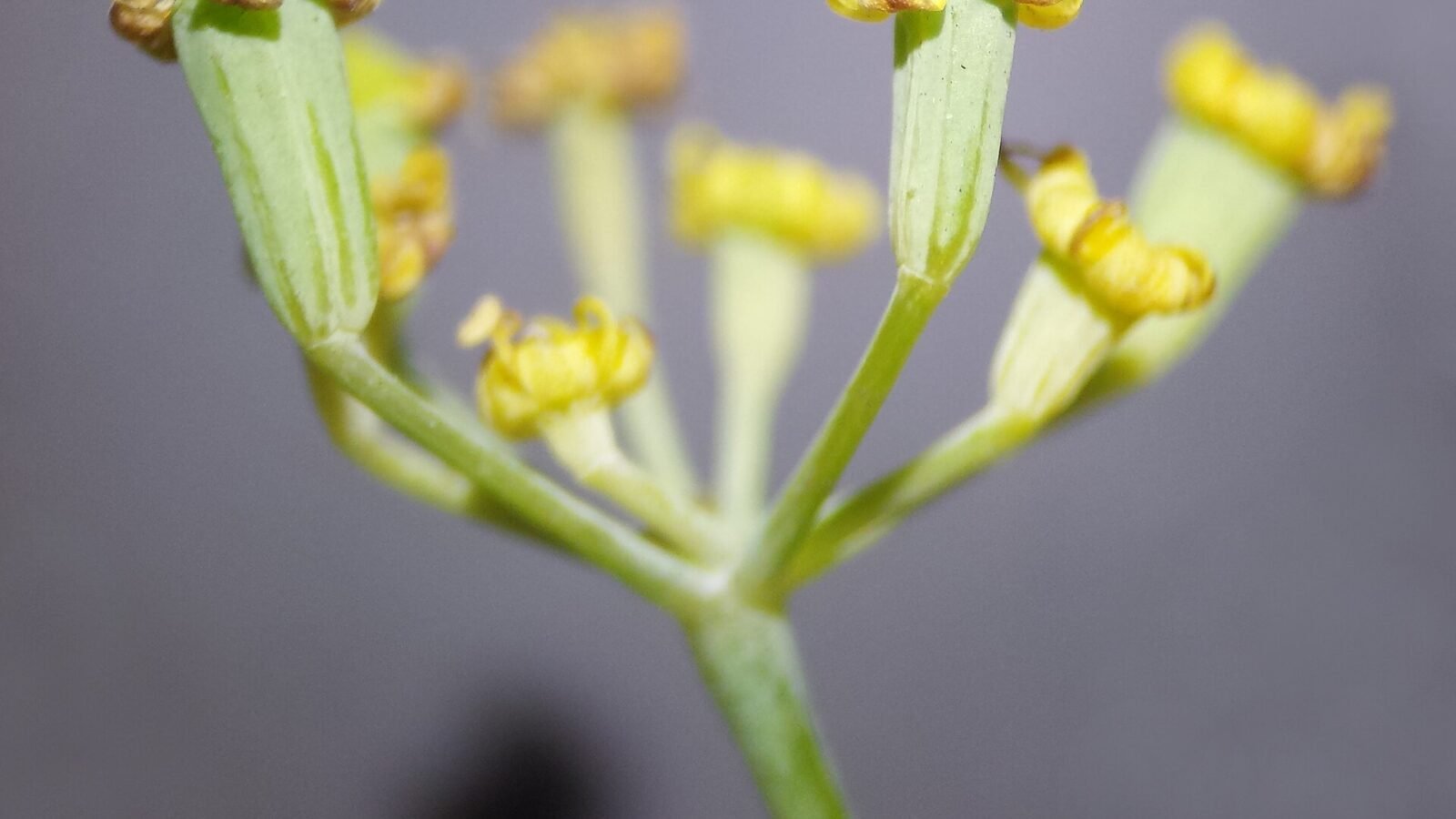 Ombelle de fenouil portant ses fruits, Foeniculum vulgare