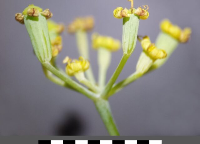 Ombelle de fenouil portant ses fruits, Foeniculum vulgare