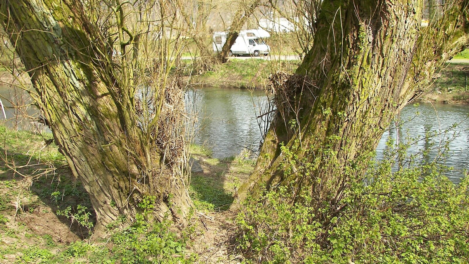 Tronc et écorce d'un saule blanc, Salix alba