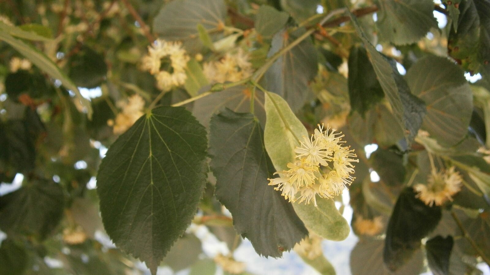 Fleurs de tilleul à petites feuilles, Tilia cordata, sur l'arbre