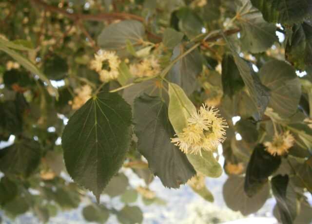 Fleurs de tilleul à petites feuilles, Tilia cordata, sur l'arbre