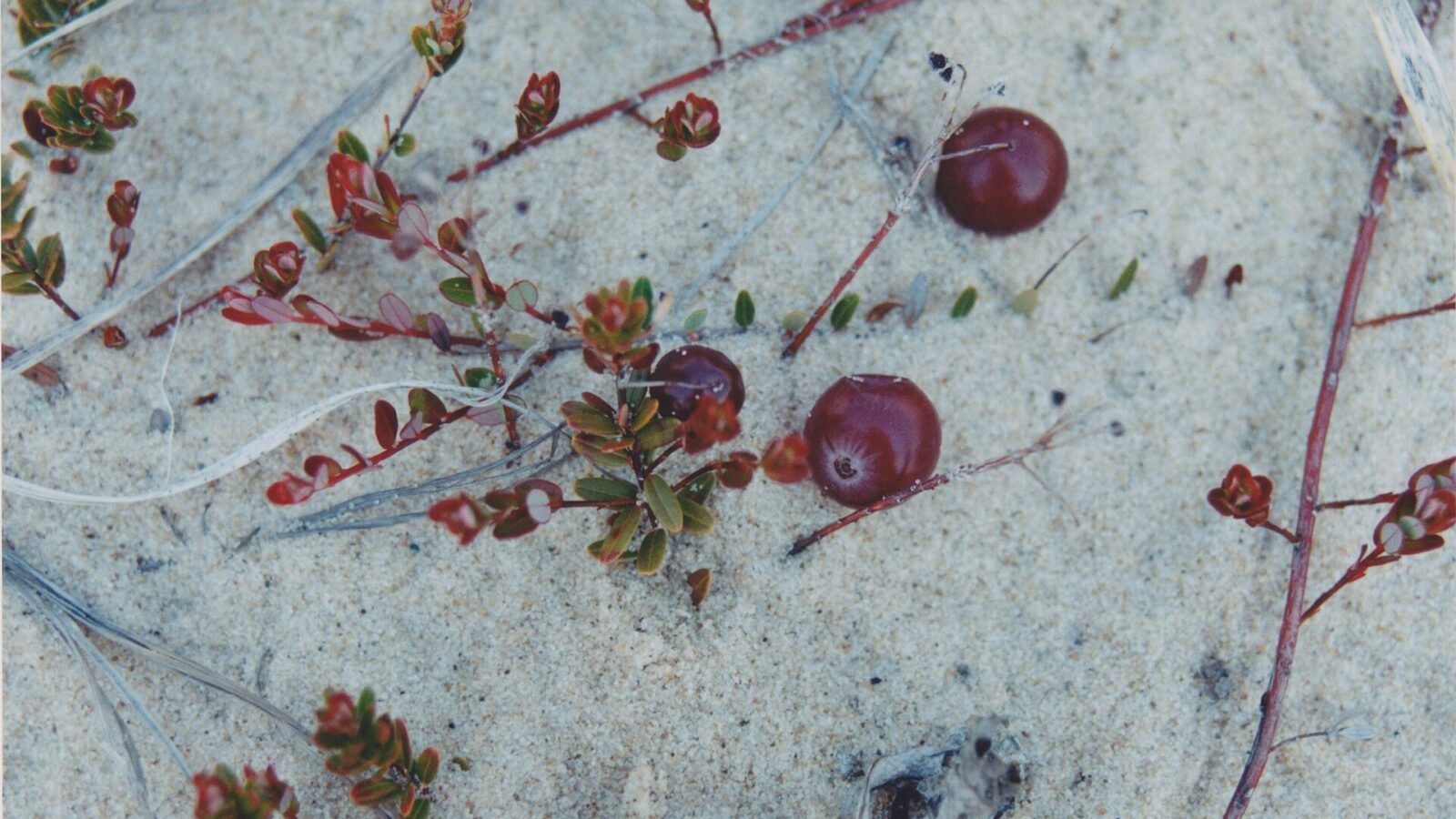 Canneberges rouges, Vaccinium macrocarpon, sur leur tapis végétal