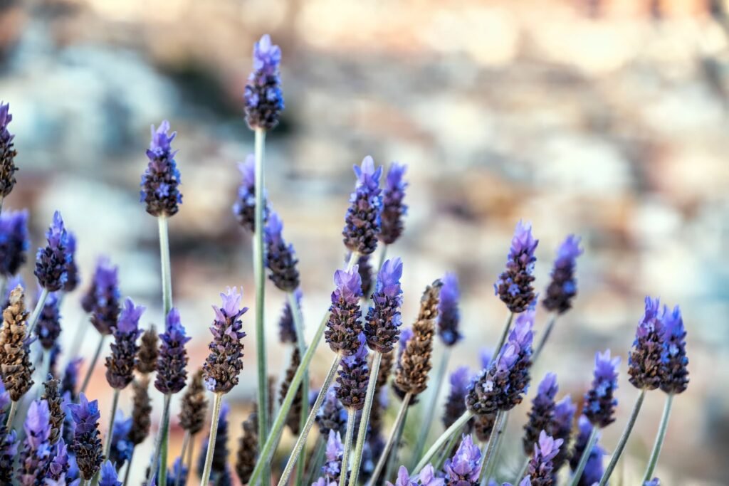Épis de lavande vraie en fleur vus de près