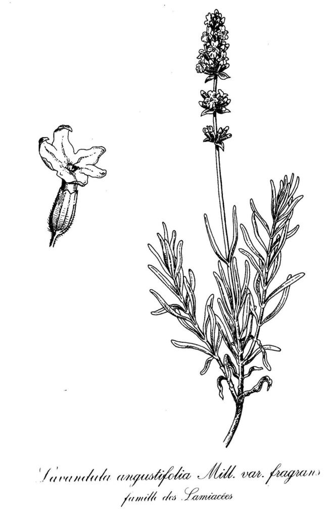 Planche botanique de Lavandula angustifolia, la lavande vraie