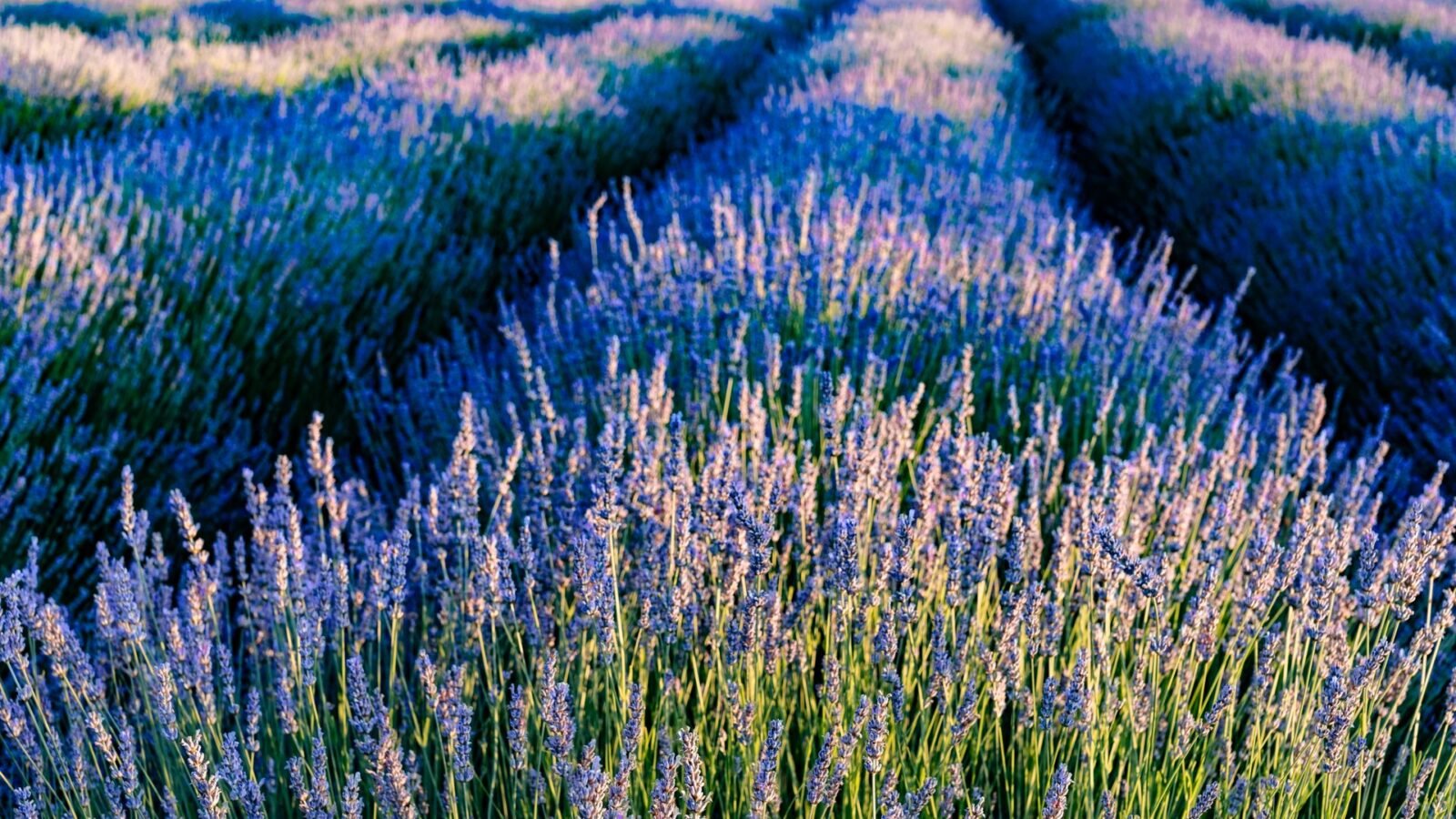 Champ de lavande vraie en fleur au coucher du soleil