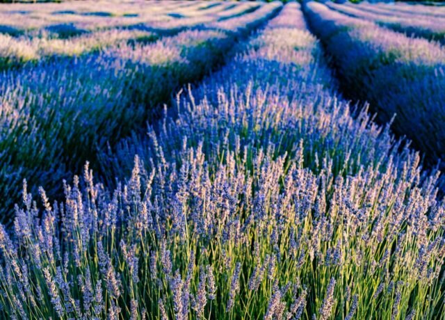 Champ de lavande vraie en fleur au coucher du soleil