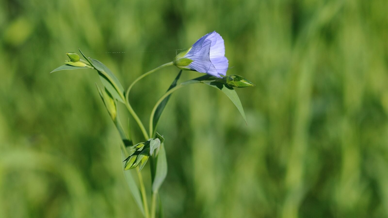 Fleurs bleues de lin cultivé, Linum usitatissimum