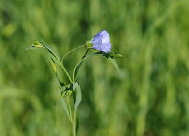 Fleurs bleues de lin cultivé, Linum usitatissimum