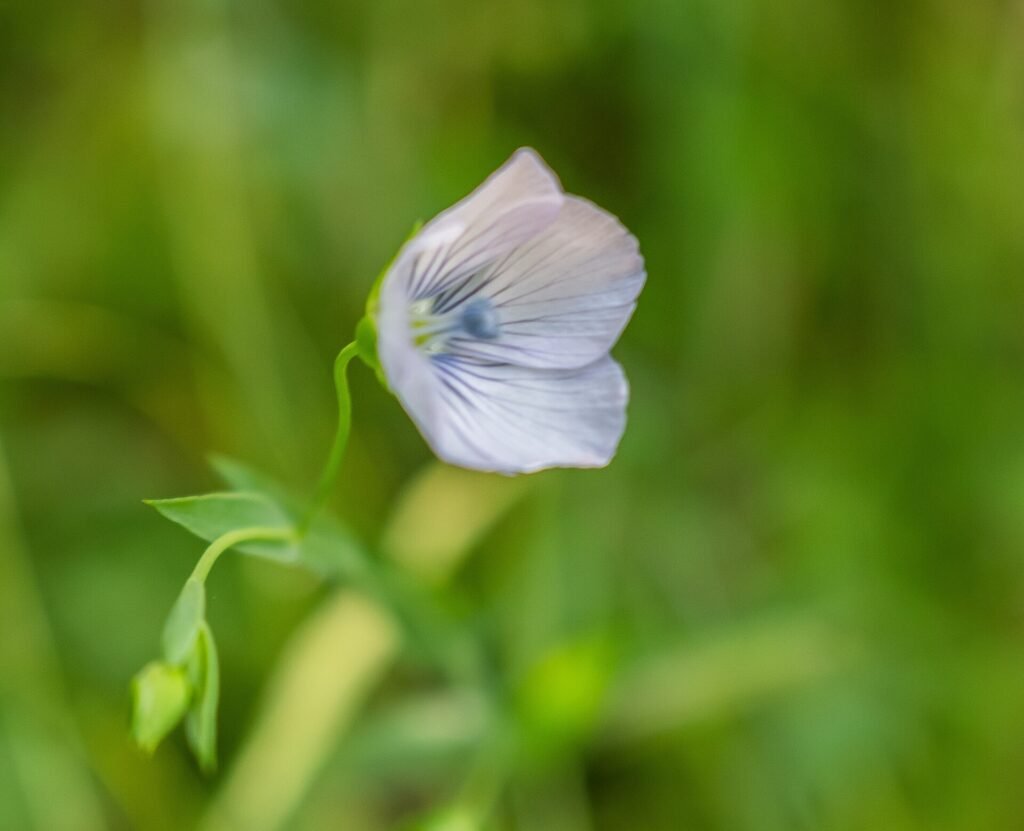 Fleurs bleues de lin cultivé