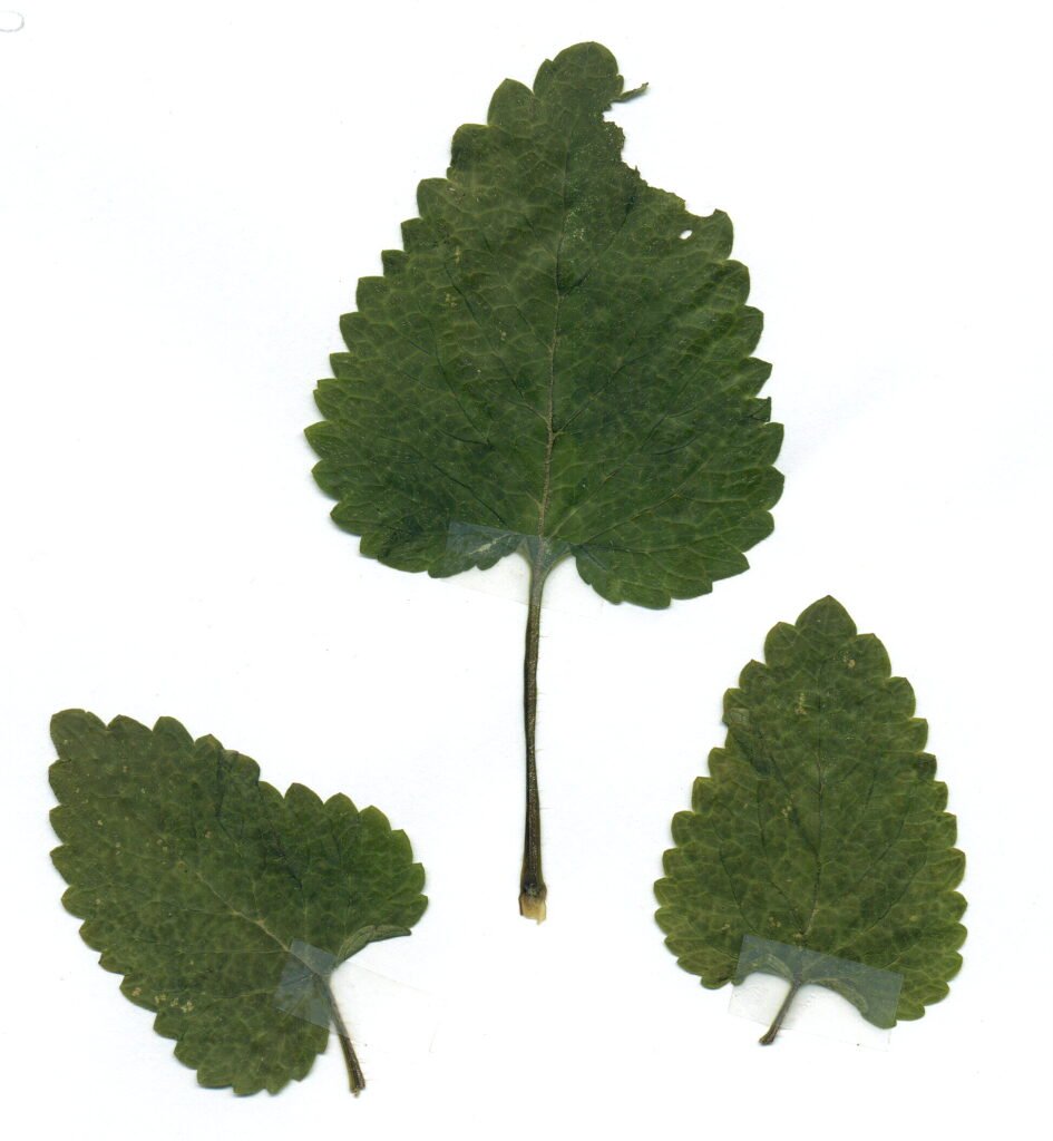 Feuilles de mélisse officinale