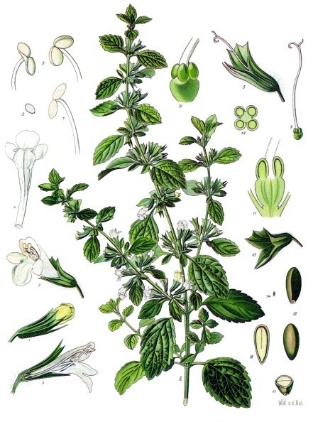 Planche botanique de Melissa officinalis, la mélisse