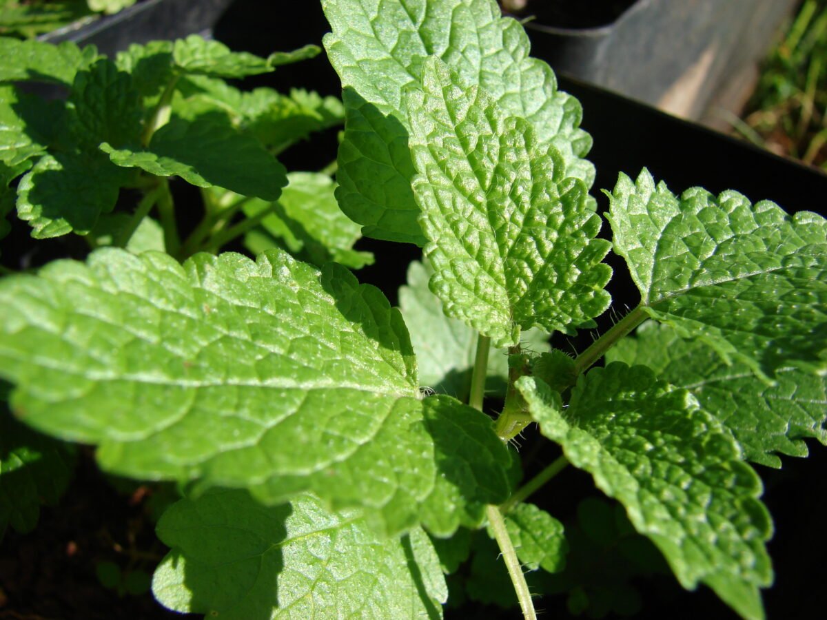 Feuillage de Melissa officinalis, la mélisse officinale