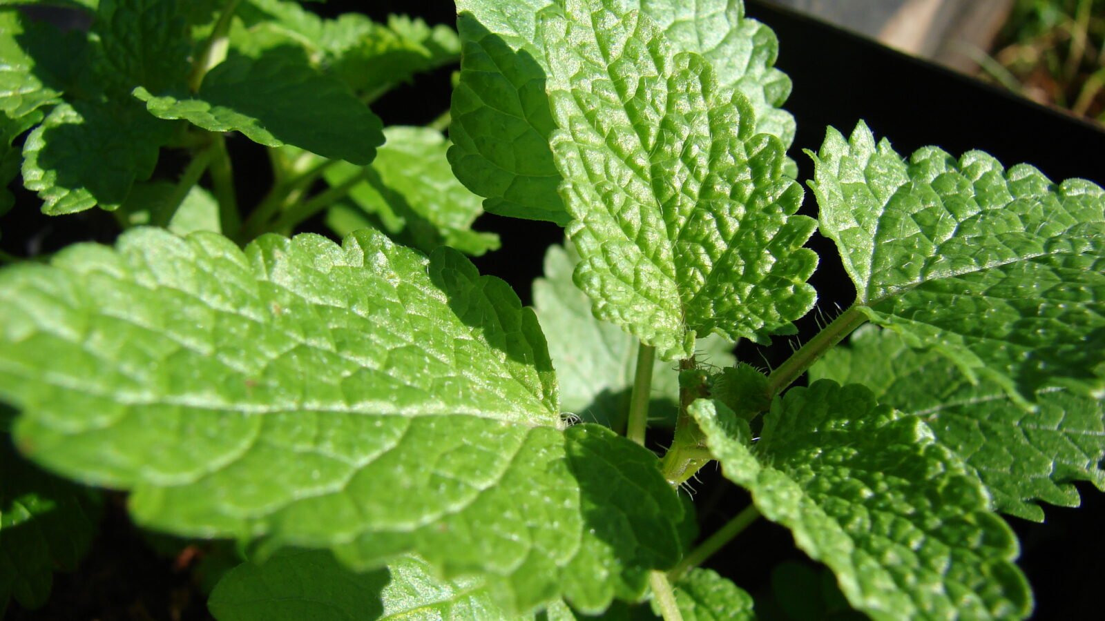 Feuillage de Melissa officinalis, la mélisse officinale