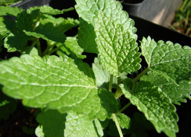 Feuillage de Melissa officinalis, la mélisse officinale