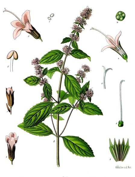 Planche botanique de Mentha x piperita, la menthe poivrée