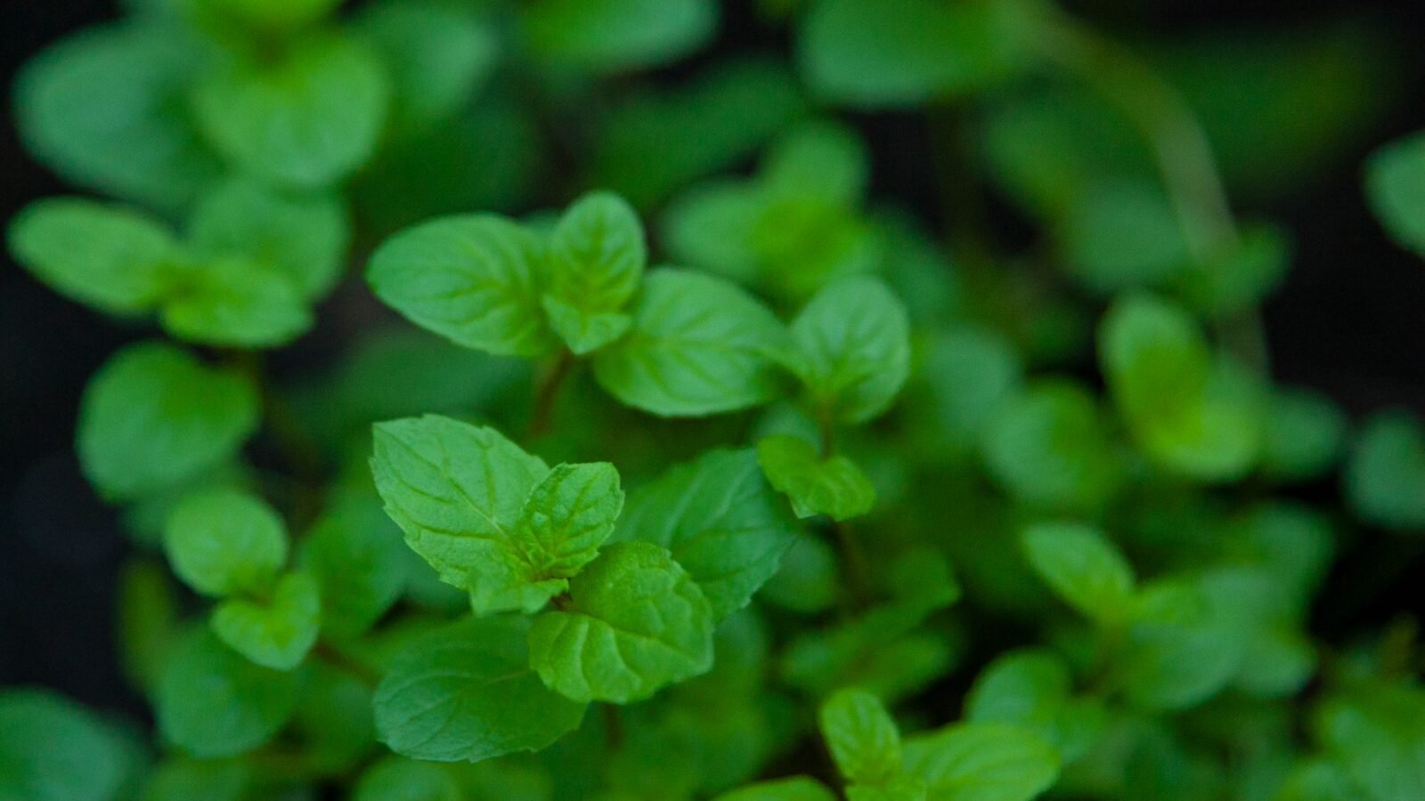 Feuilles fraîches de menthe poivrée en gros plan