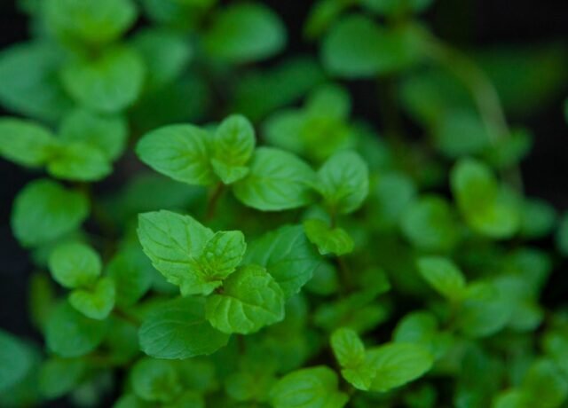 Feuilles fraîches de menthe poivrée en gros plan