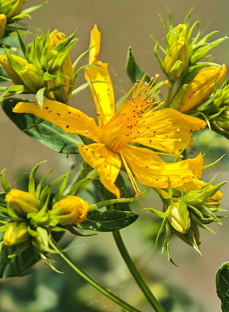 Fleurs et boutons de millepertuis perforé