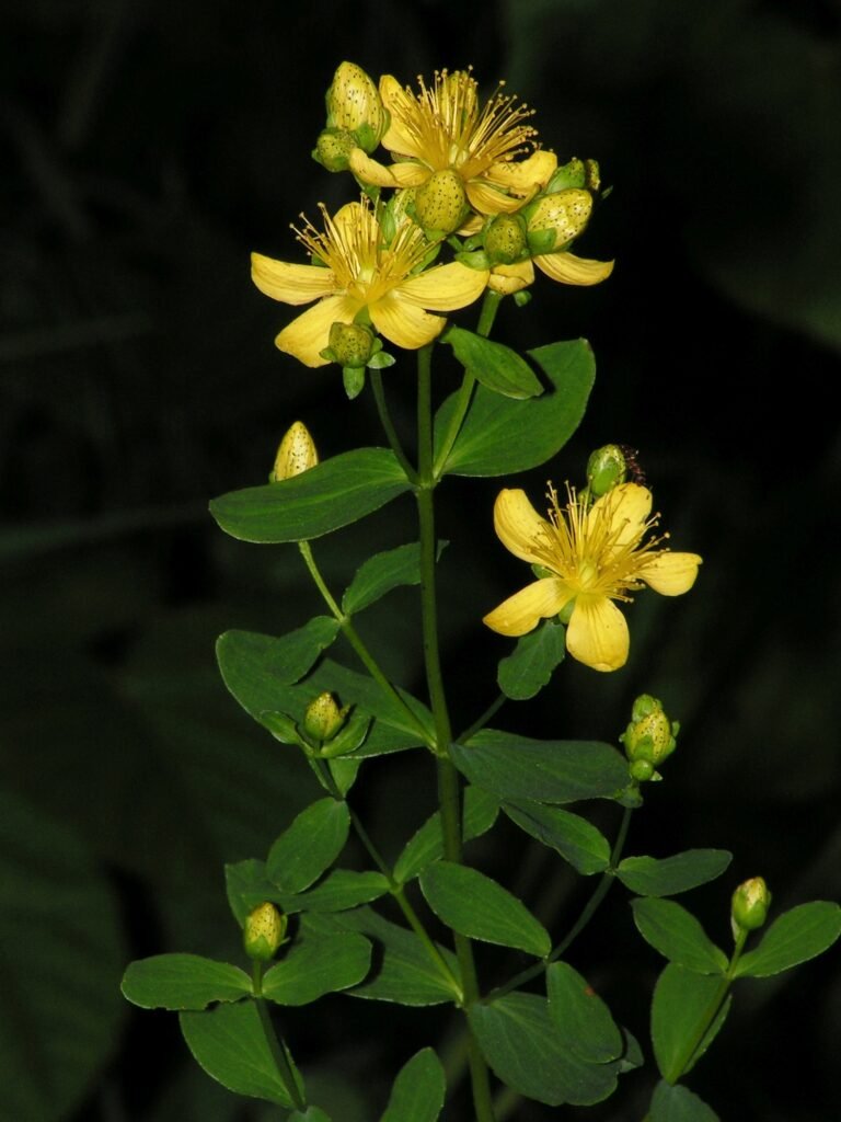 Pied de millepertuis perforé en fleur