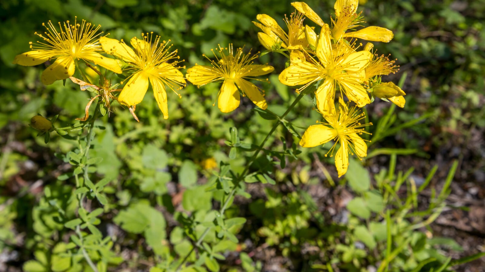 Millepertuis perforé en fleur au bord d’un chemin