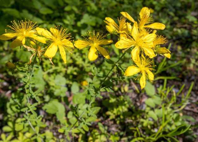 Millepertuis perforé en fleur au bord d’un chemin