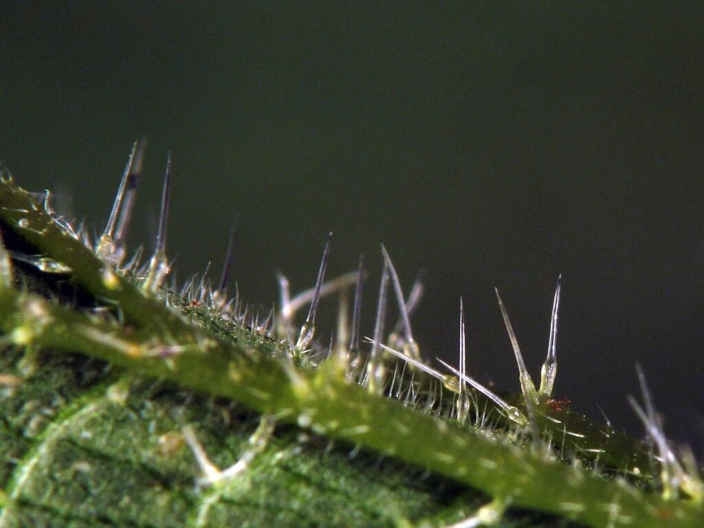 Poils urticants de l'ortie vus de pr&egrave;s