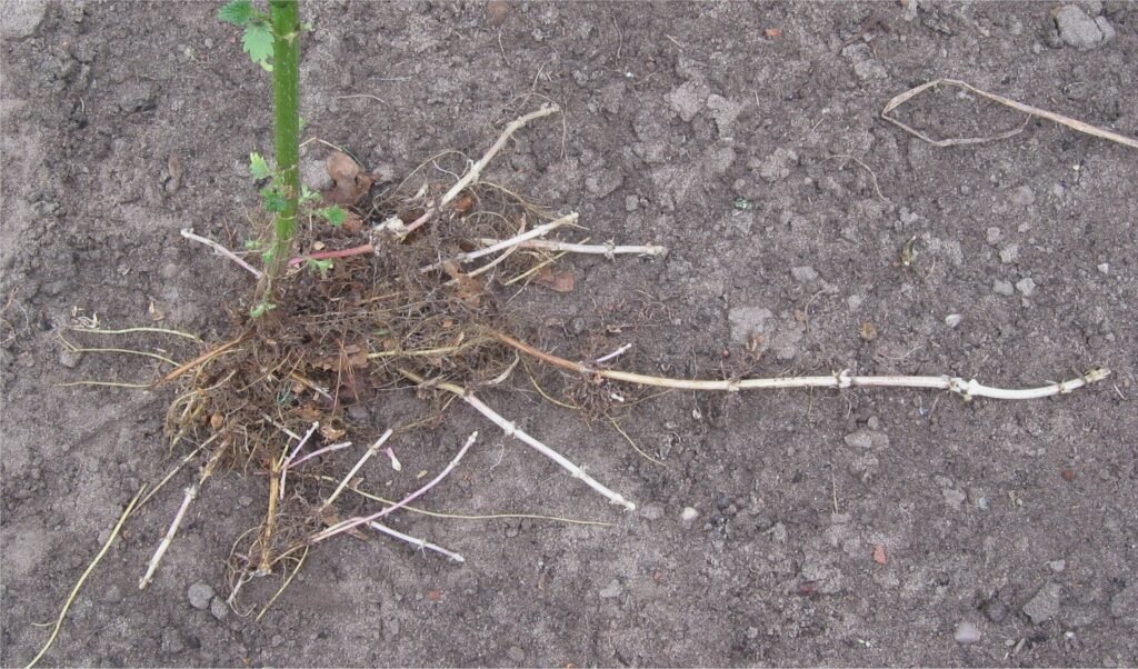 Rhizomes et racines d'ortie dio&iuml;que